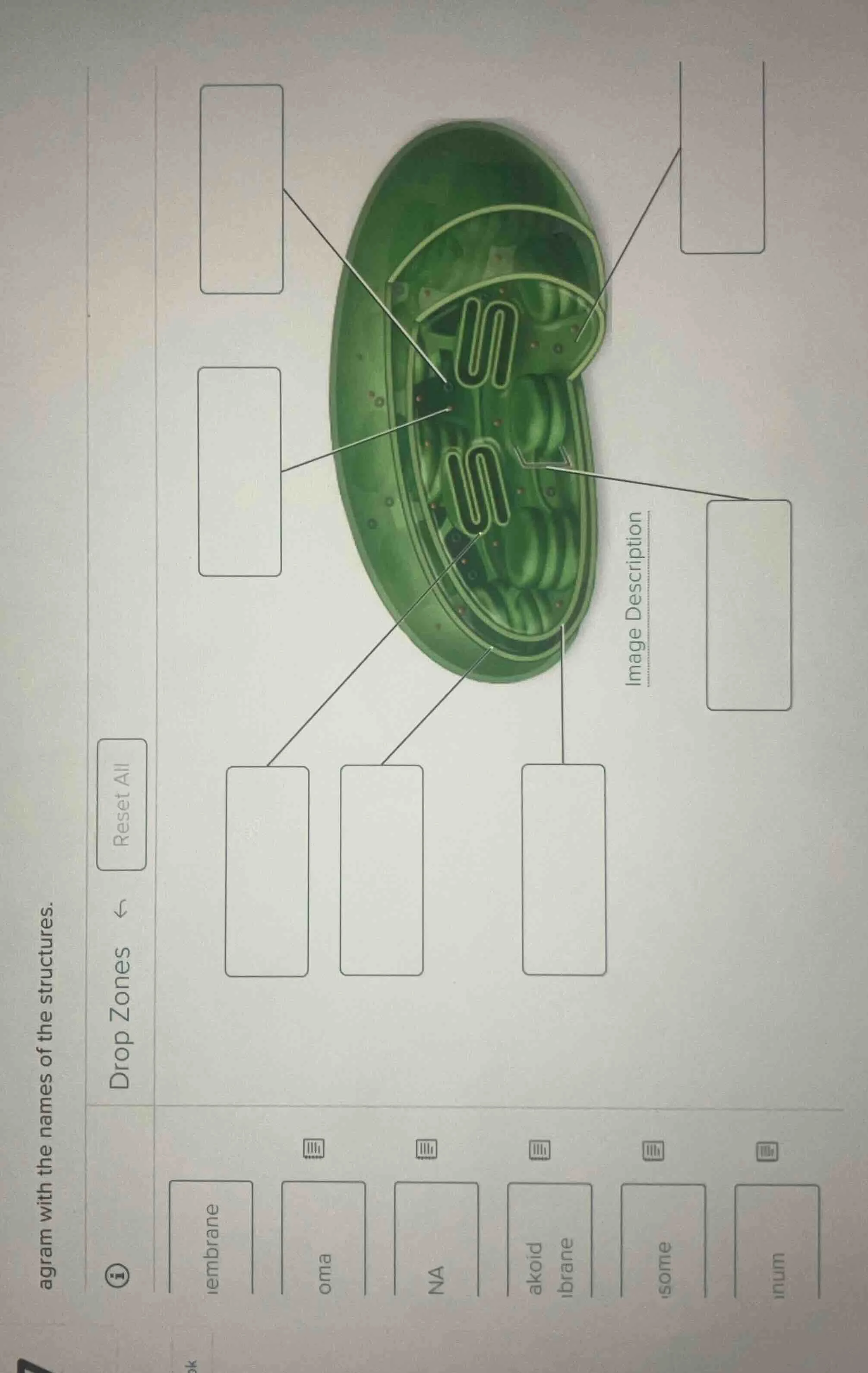 agram with the names of the structures. reset all drop zones image desc…