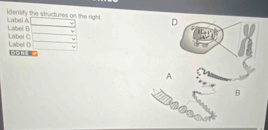identify the structures on the right. label a label b label c label d d…