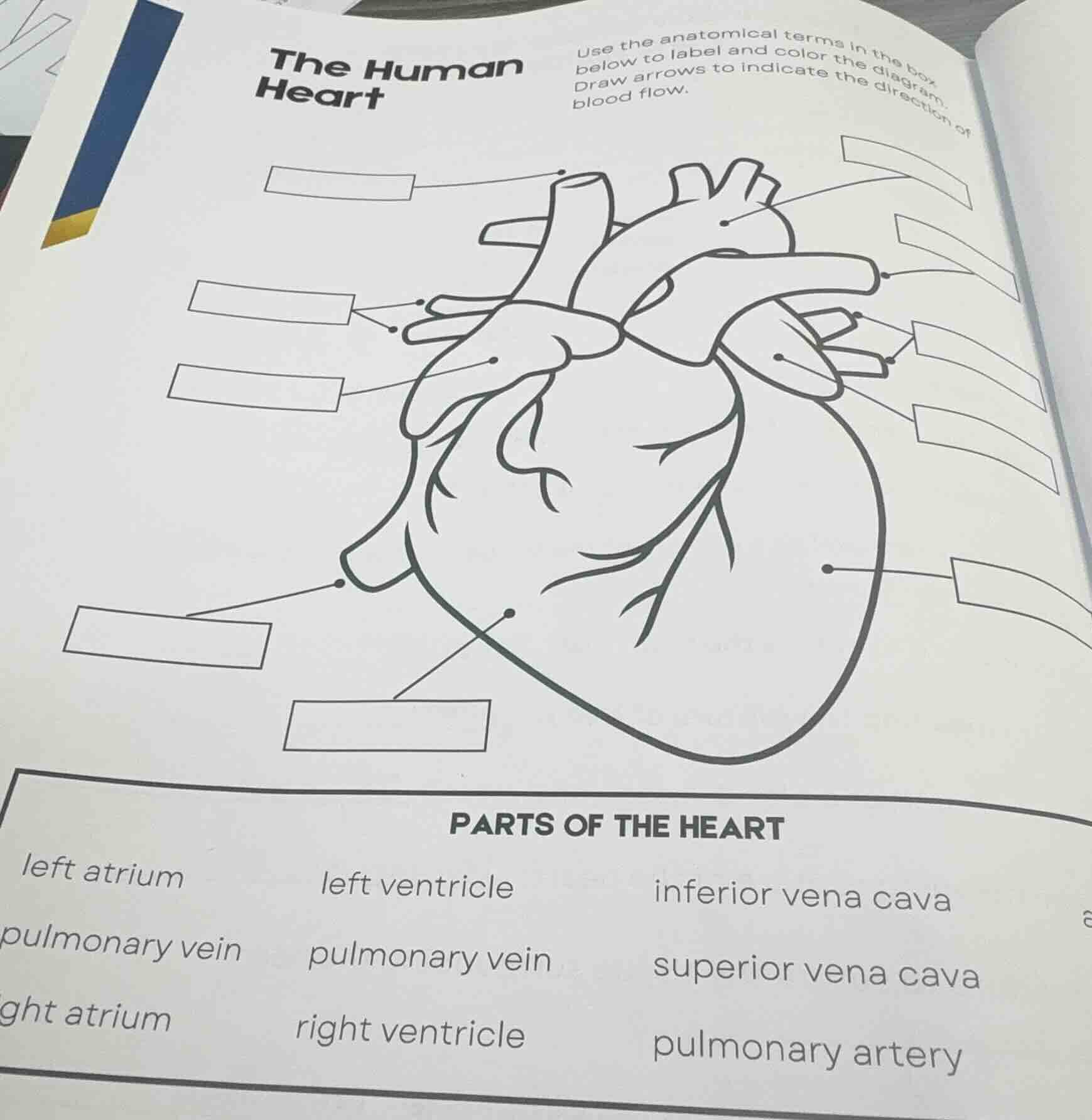 the human heart use the anatomical terms in the box below to label and …