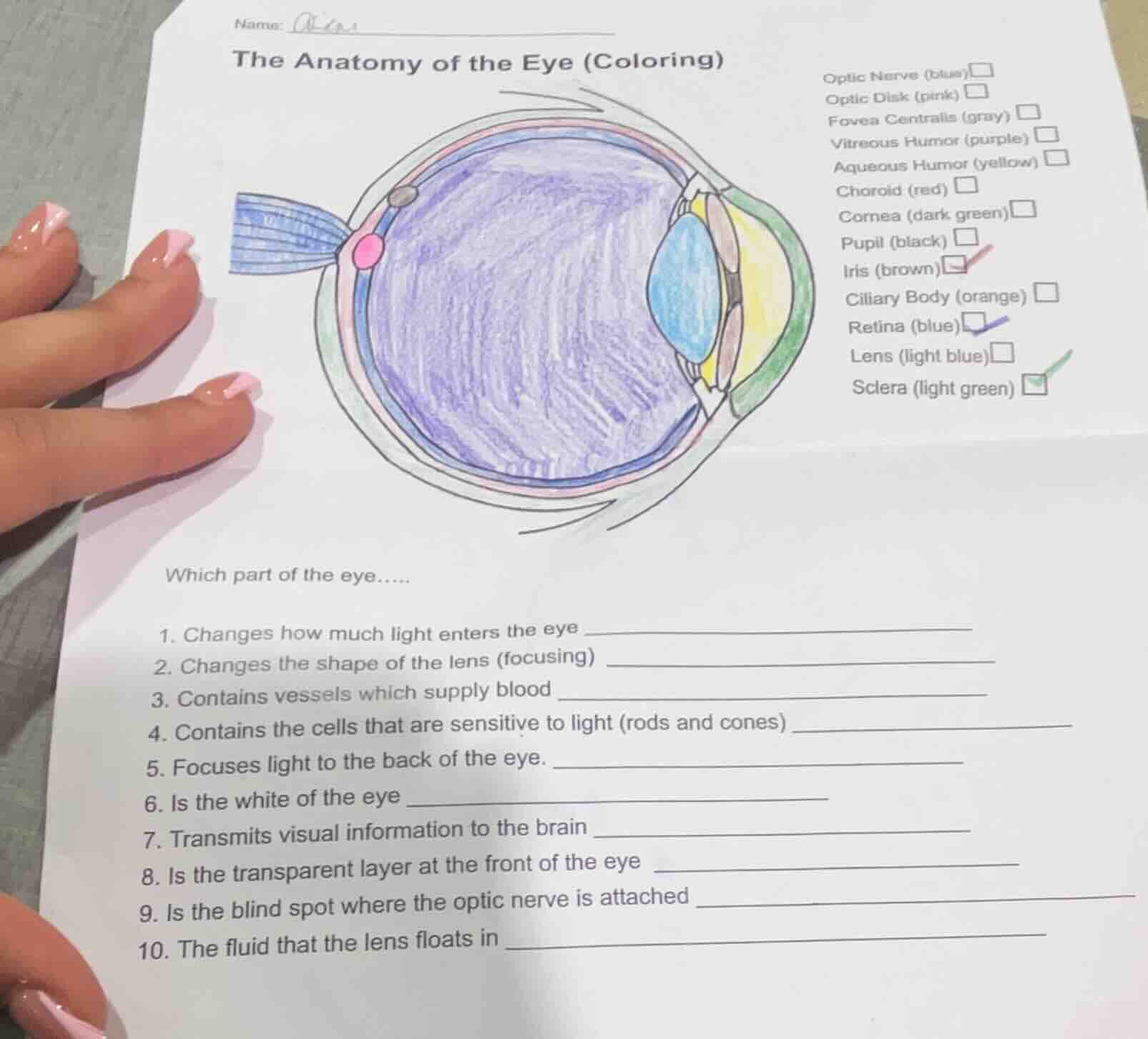 name:the anatomy of the eye (coloring)optic nerve (blue)□optic disk (pi…