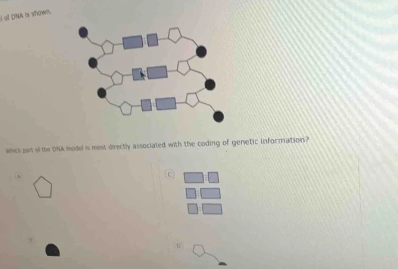 of dna is shown. which part of the dna model is most directly associate…