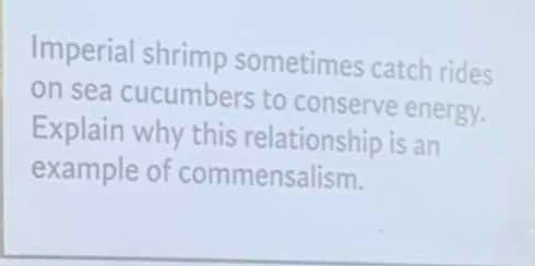 imperial shrimp sometimes catch rides on sea cucumbers to conserve ener…