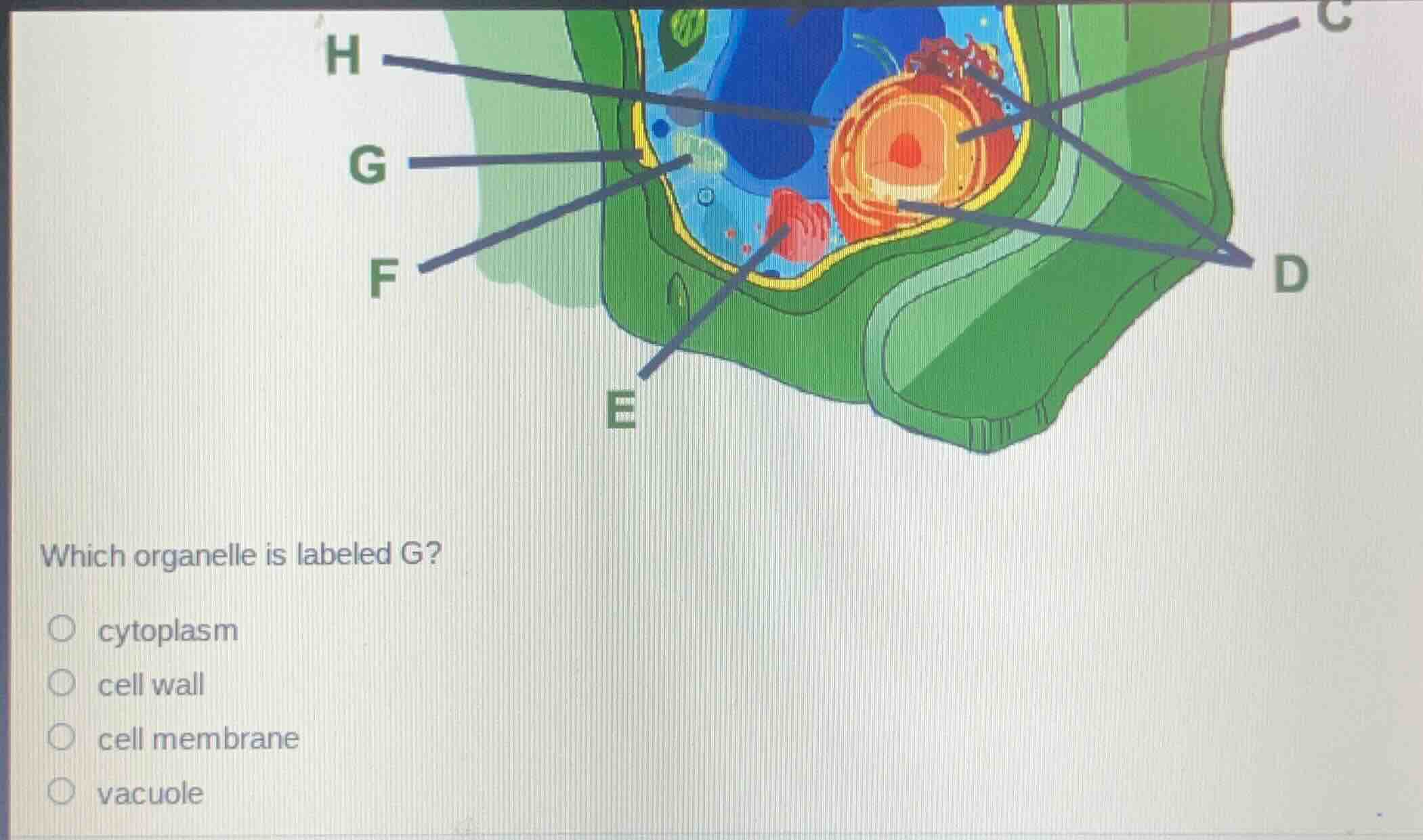 which organelle is labeled g?○ cytoplasm○ cell wall○ cell membrane○ vac…