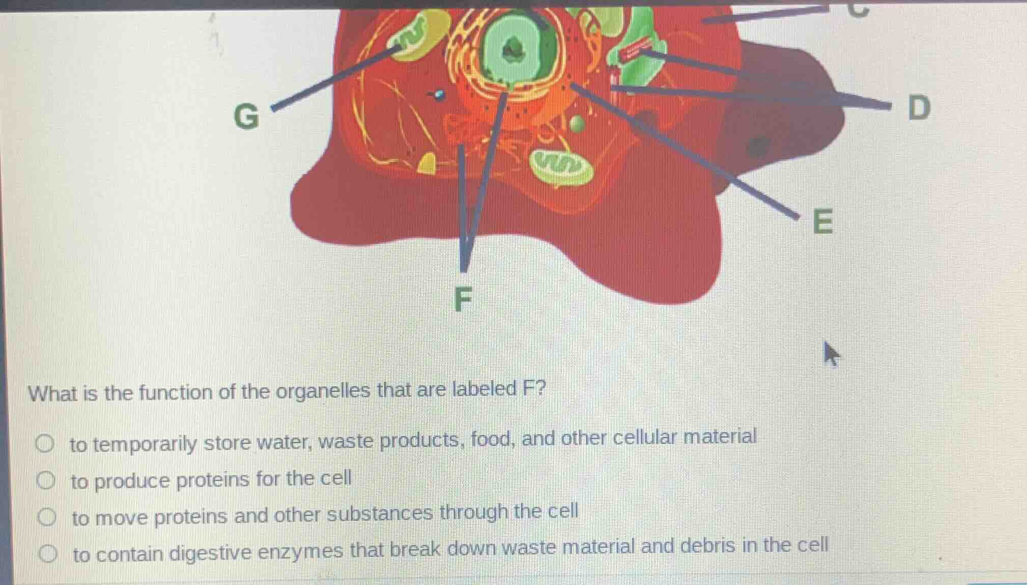what is the function of the organelles that are labeled f?○ to temporar…