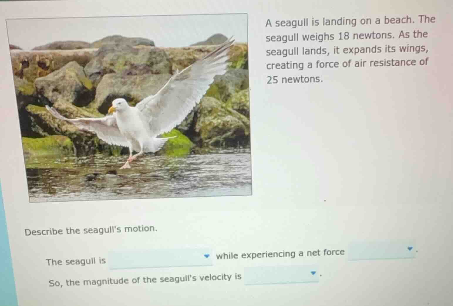 a seagull is landing on a beach. the seagull weighs 18 newtons. as the …