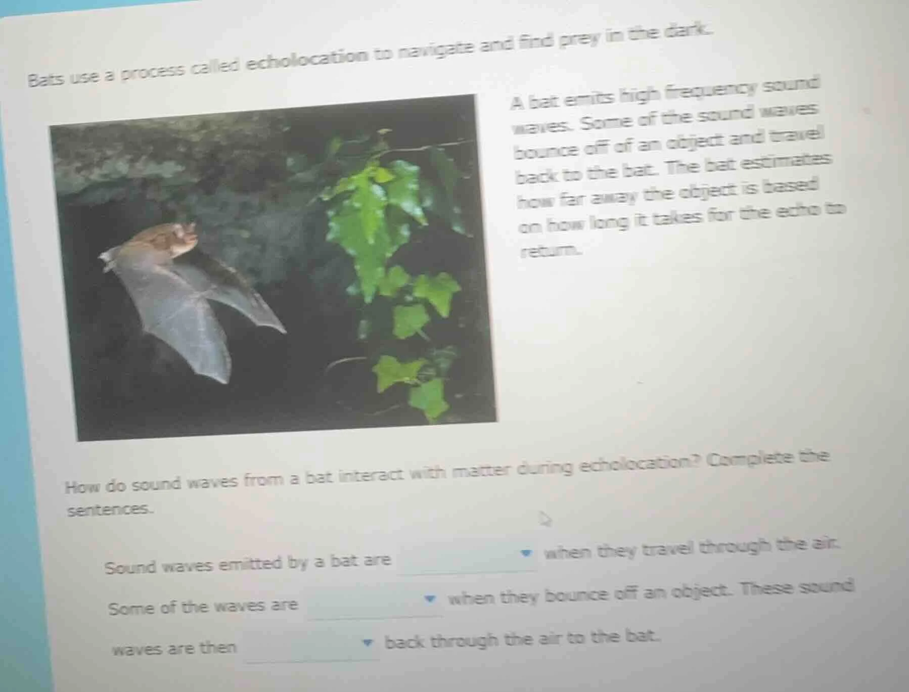 bats use a process called echolocation to navigate and find prey in the…