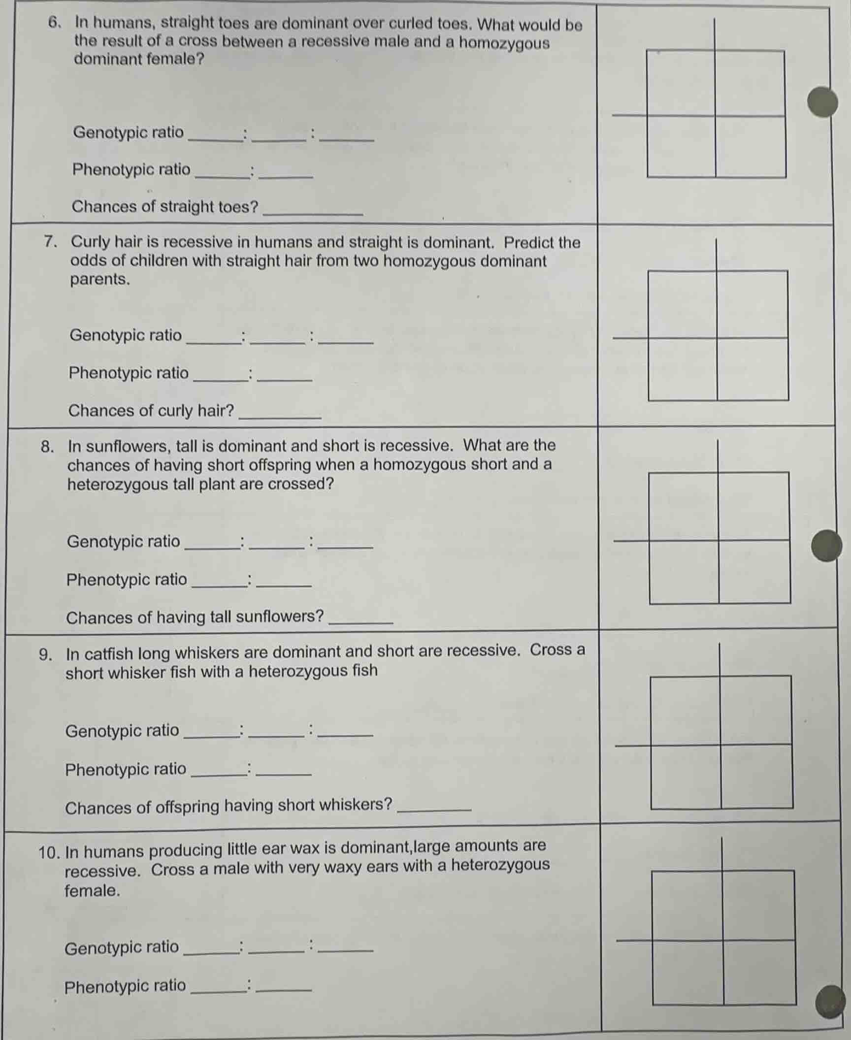 6. in humans, straight toes are dominant over curled toes. what would b…
