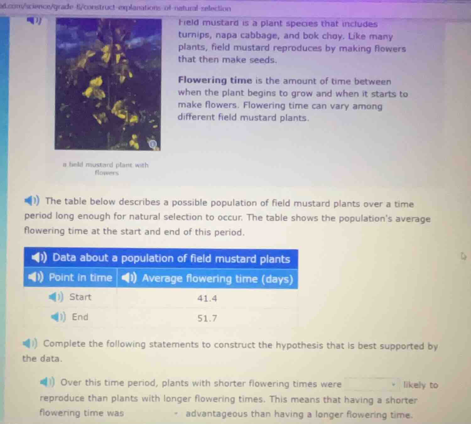 field mustard is a plant species that includes turnips, napa cabbage, a…