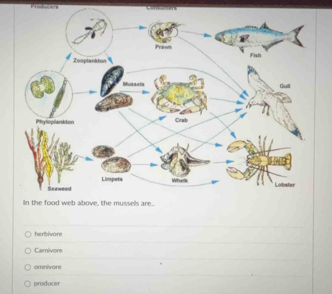 producers consumers zooplankton phytoplankton seaweed prawn mussels cra…