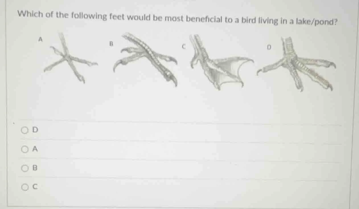 which of the following feet would be most beneficial to a bird living i…