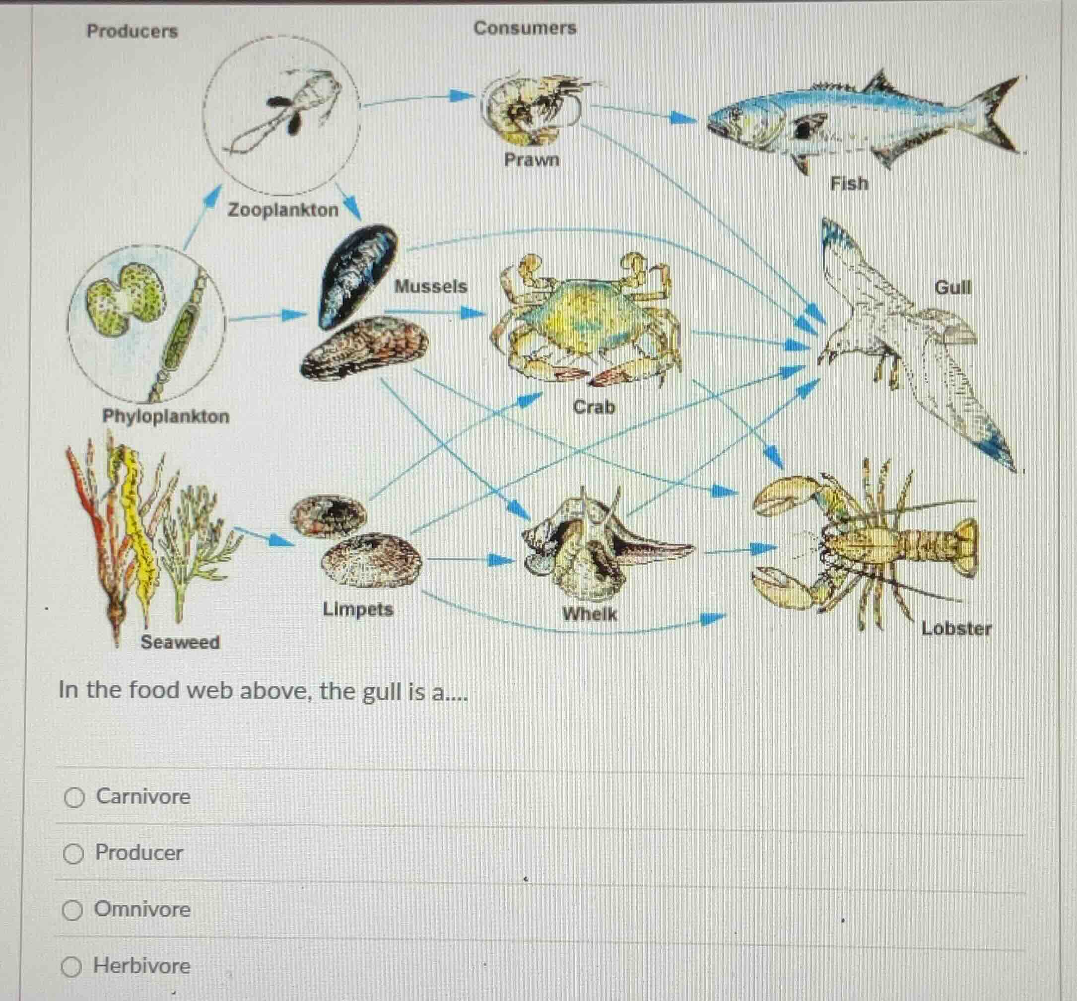 producers consumers zooplankton prawn fish phyloplankton mussels crab g…