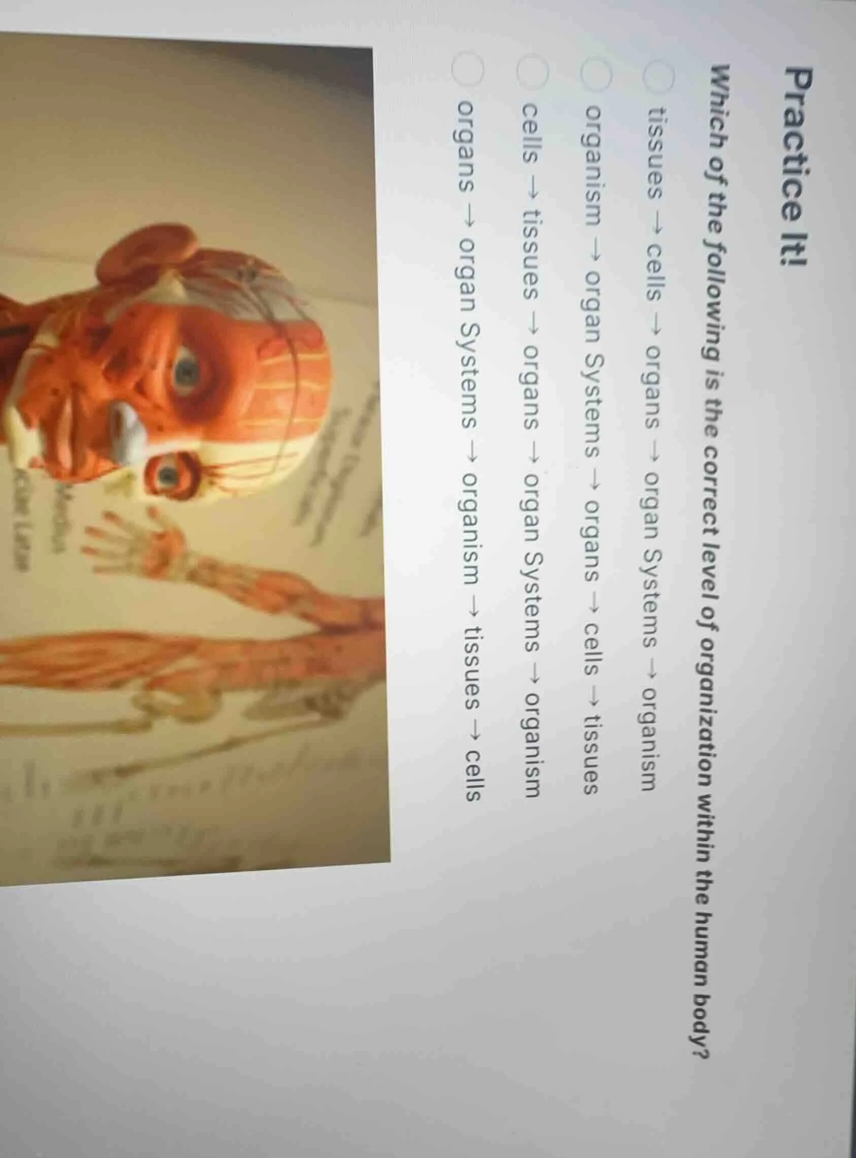 practice it! which of the following is the correct level of organizatio…