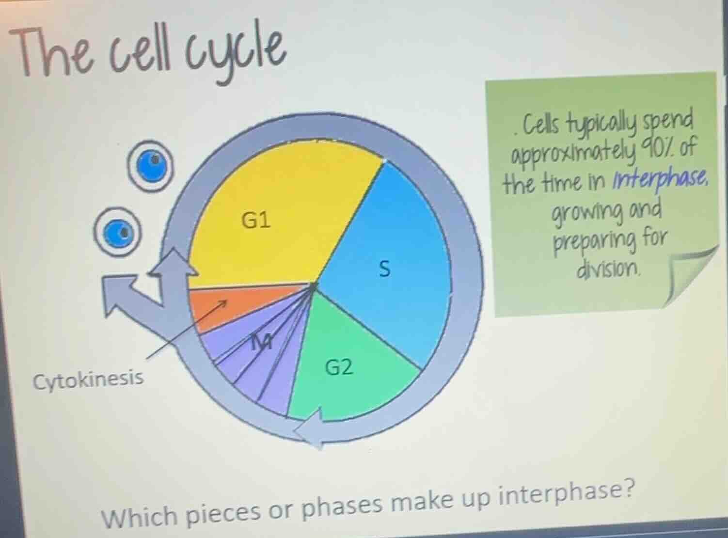 the cell cycle . cells typically spend approximately 90% of the time in…