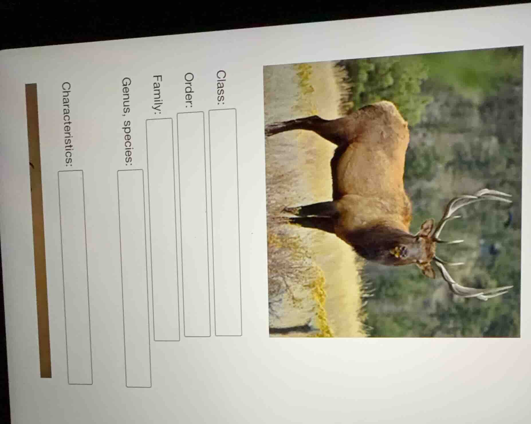 class: _______ order: _______ family: _______ genus, species: _______ c…