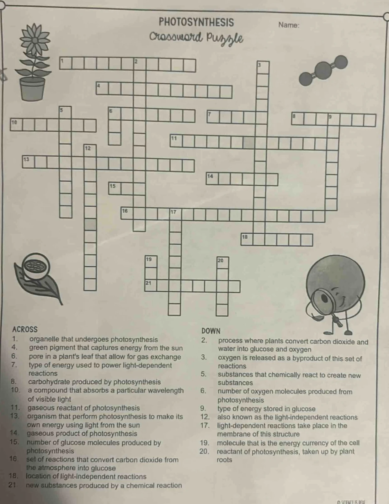 photosynthesis name: crossword puzzle across 1. organelle that undergoe…