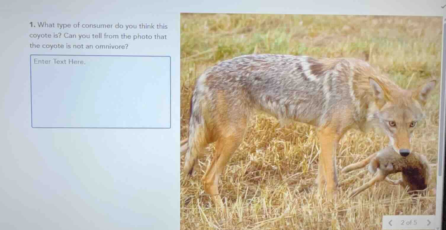 1. what type of consumer do you think this coyote is? can you tell from…