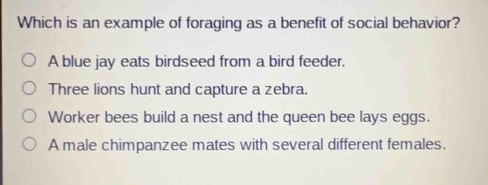 which is an example of foraging as a benefit of social behavior? a blue…