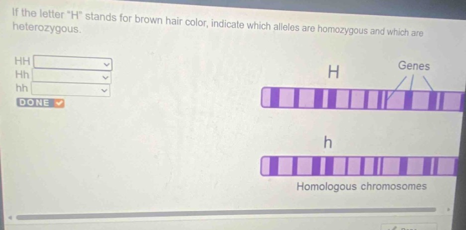 if the letter \h\ stands for brown hair color, indicate which alleles a…