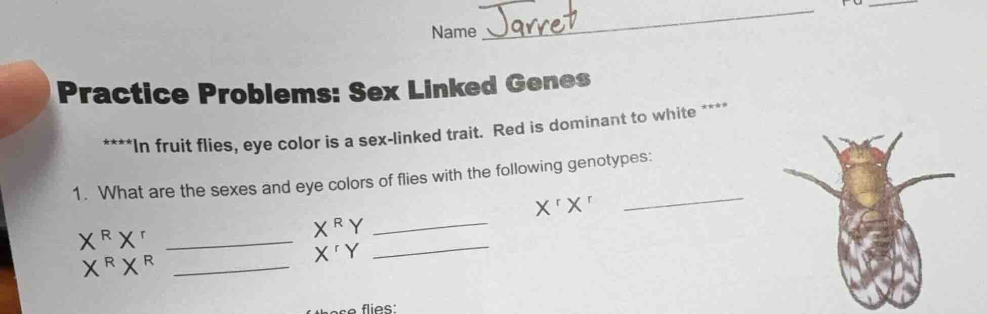 name jarretpractice problems: sex linked genes****in fruit flies, eye c…