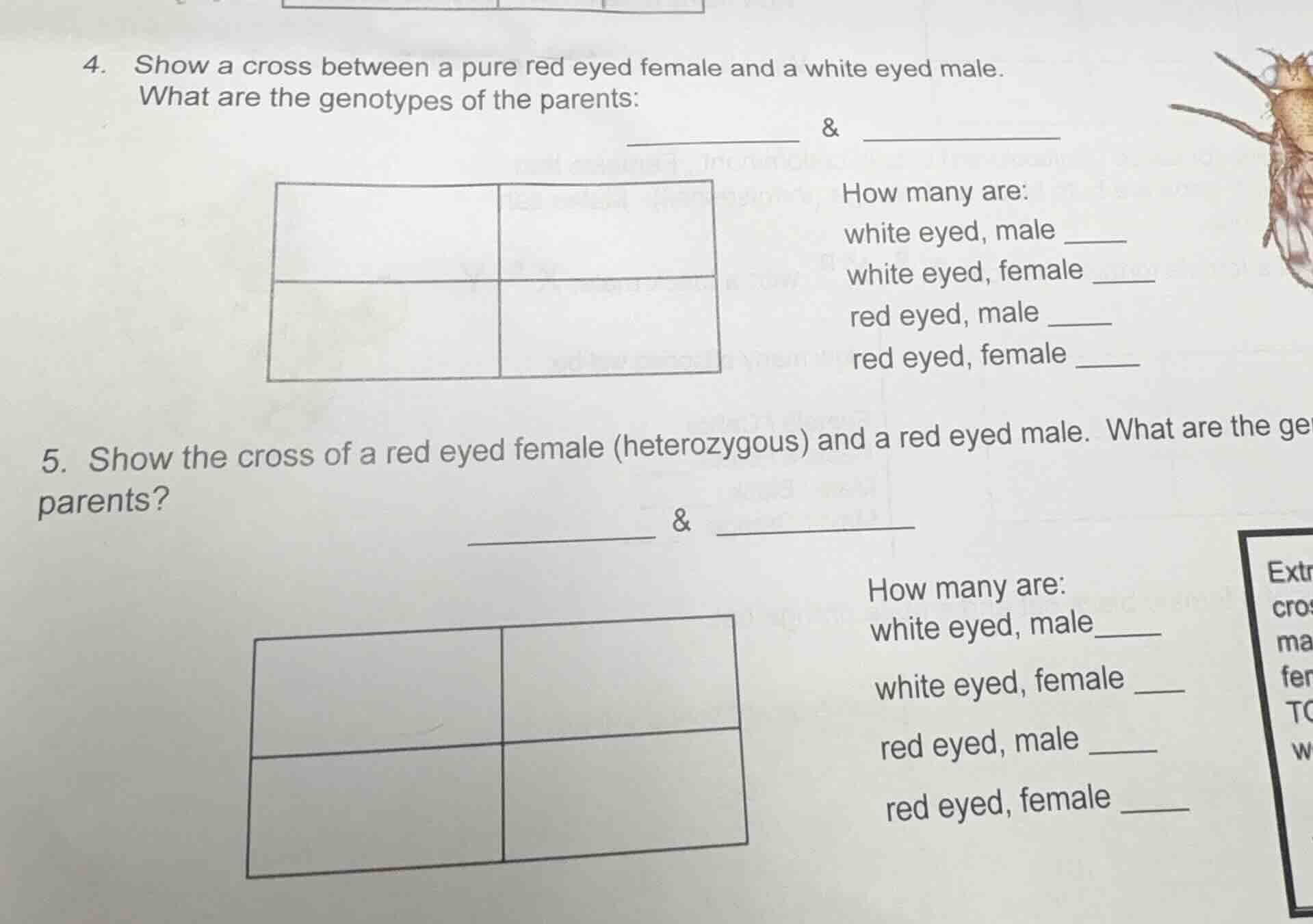 4. show a cross between a pure red eyed female and a white eyed male. w…