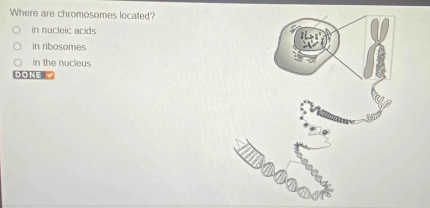 where are chromosomes located?○ in nucleic acids○ in ribosomes○ in the …