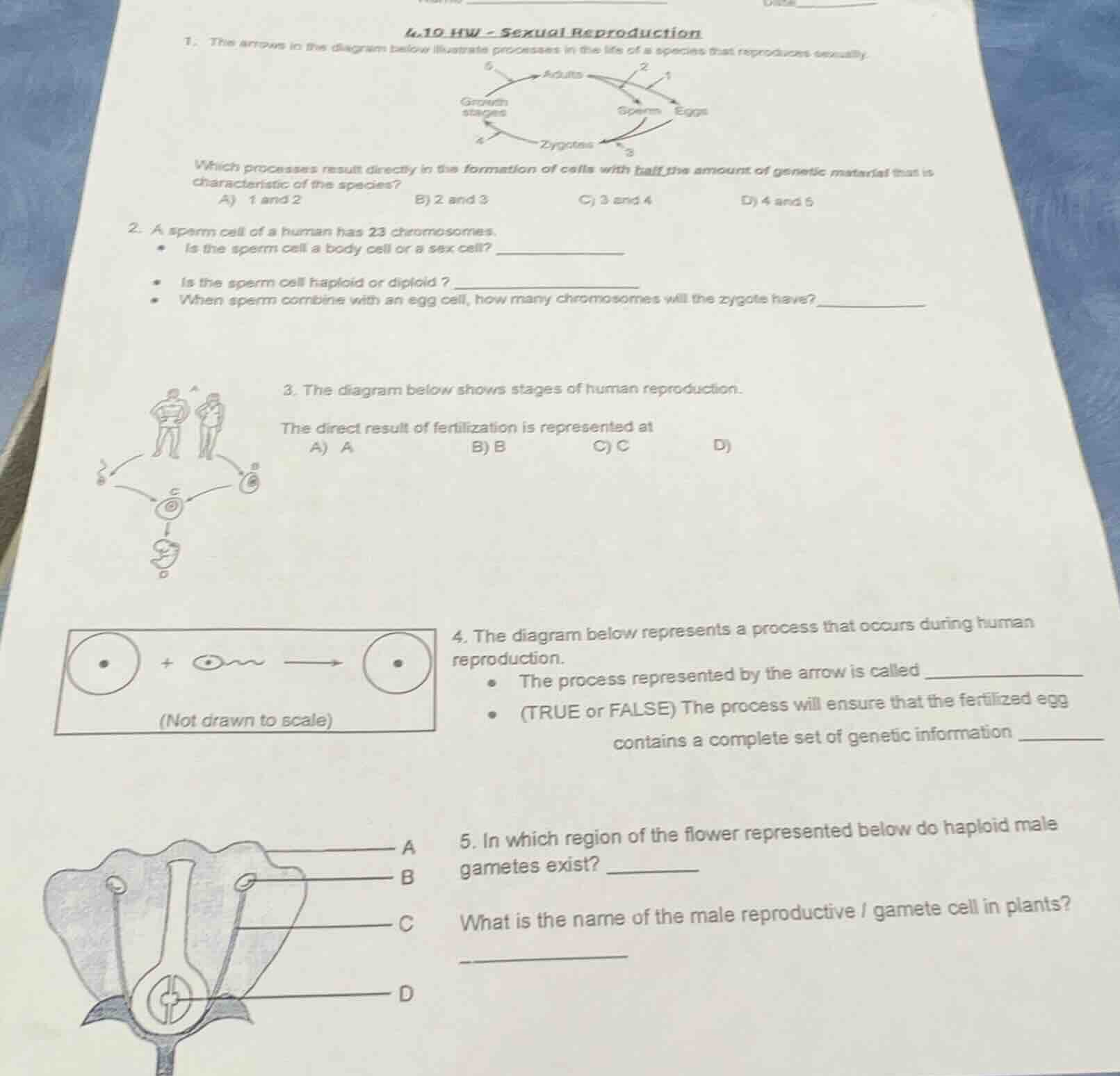 4.10 hw - sexual reproduction1. the arrows in the diagram below illustr…