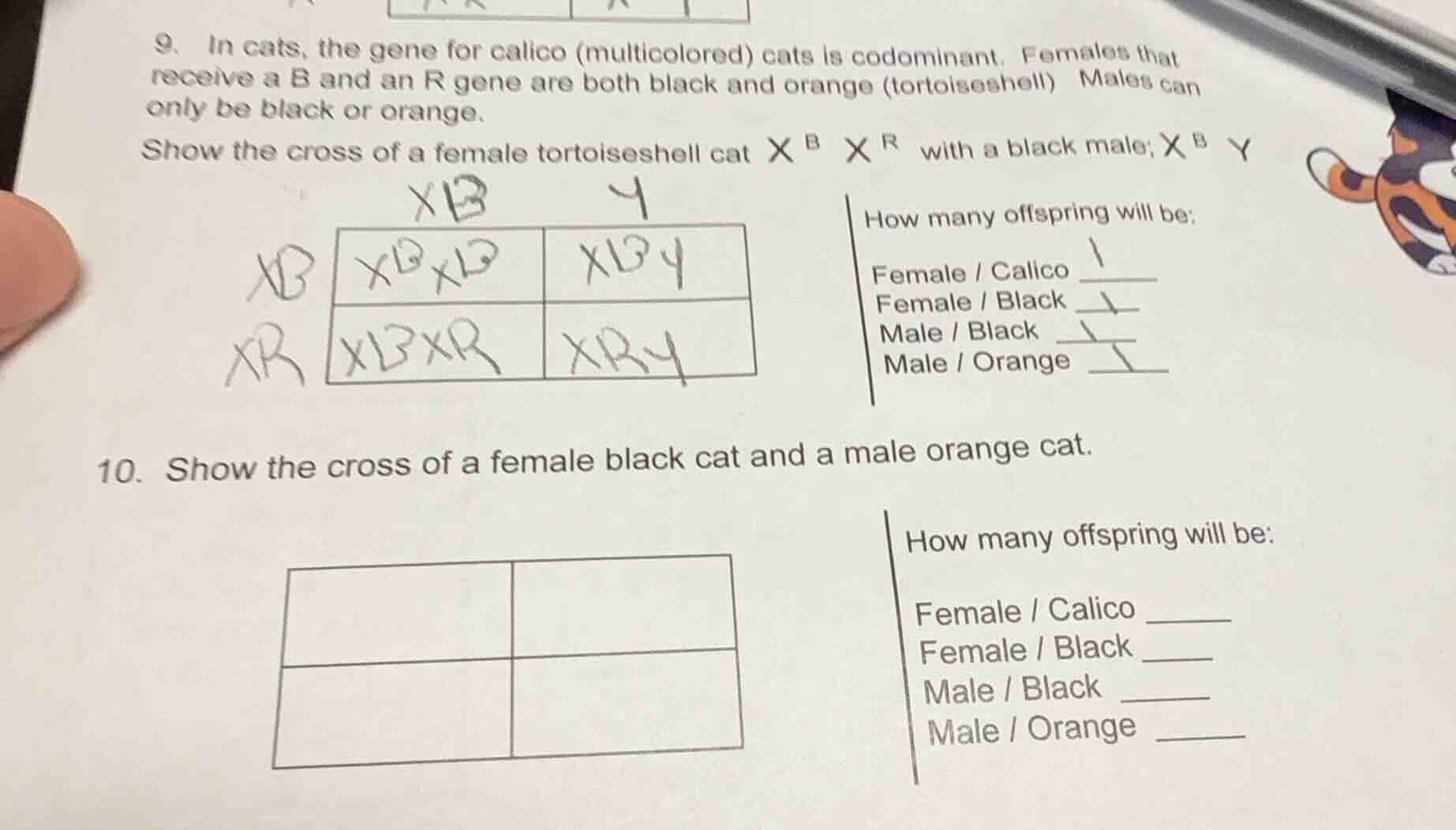 9. in cats, the gene for calico (multicolored) cats is codominant. fema…