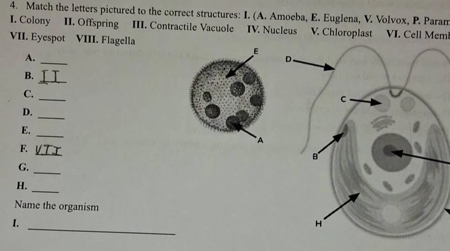 4. match the letters pictured to the correct structures: i. (a. amoeba,…