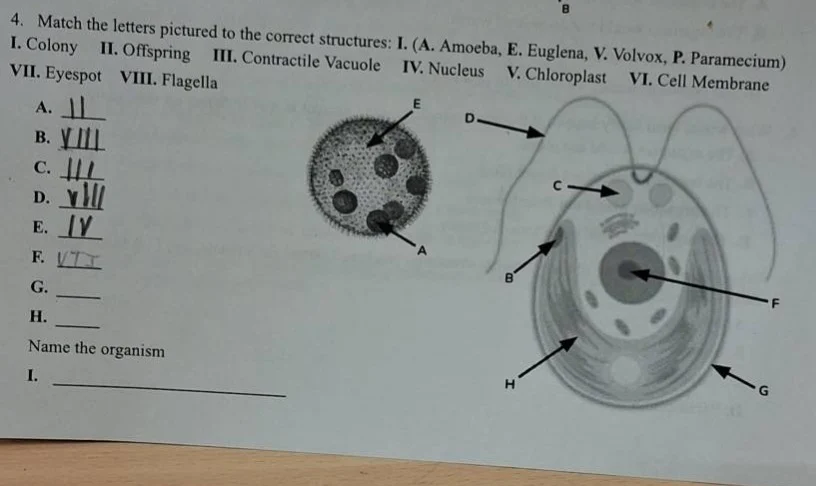 4. match the letters pictured to the correct structures: i. (a. amoeba,…