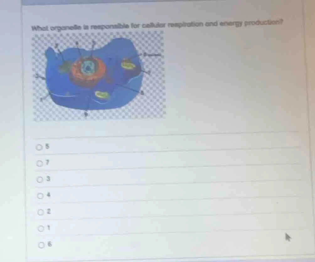 what organelle is responsible for cellular respiration and energy produ…