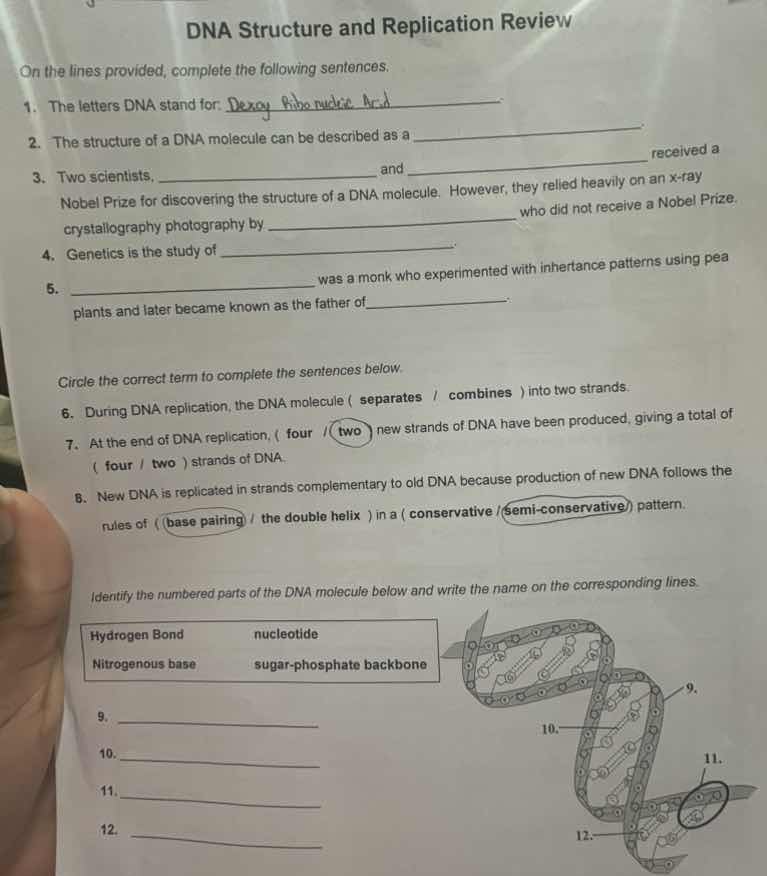 dna structure and replication review on the lines provided, complete th…