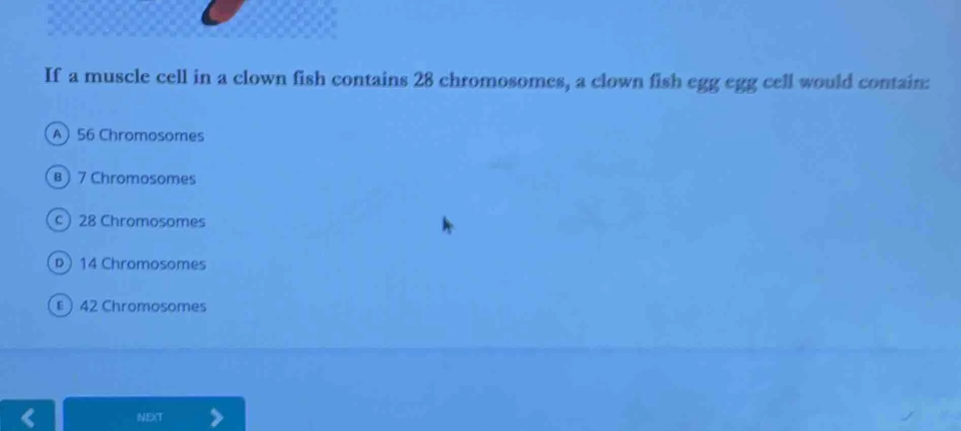 if a muscle cell in a clown fish contains 28 chromosomes, a clown fish …