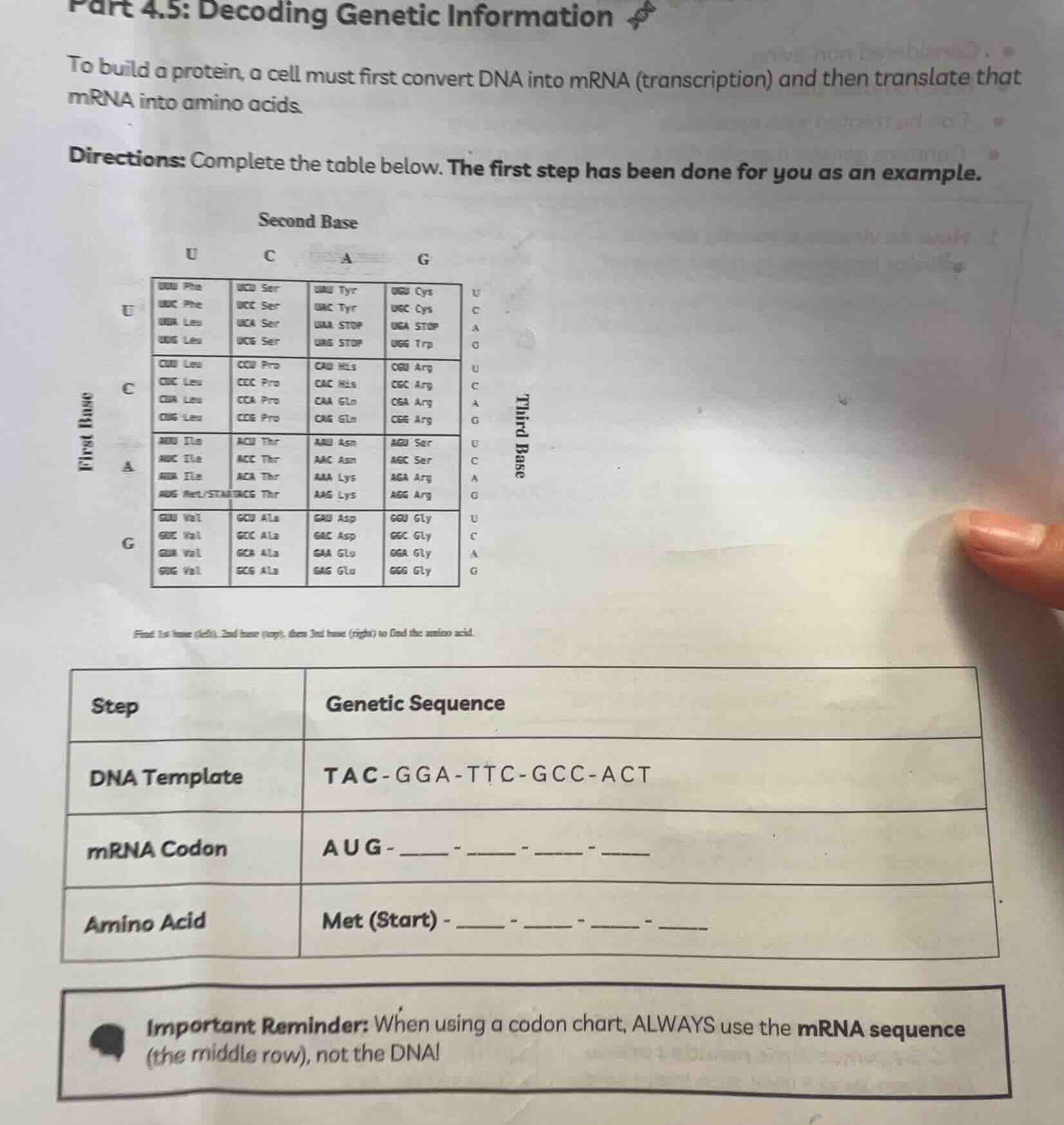 part 4.5: decoding genetic informationto build a protein, a cell must f…