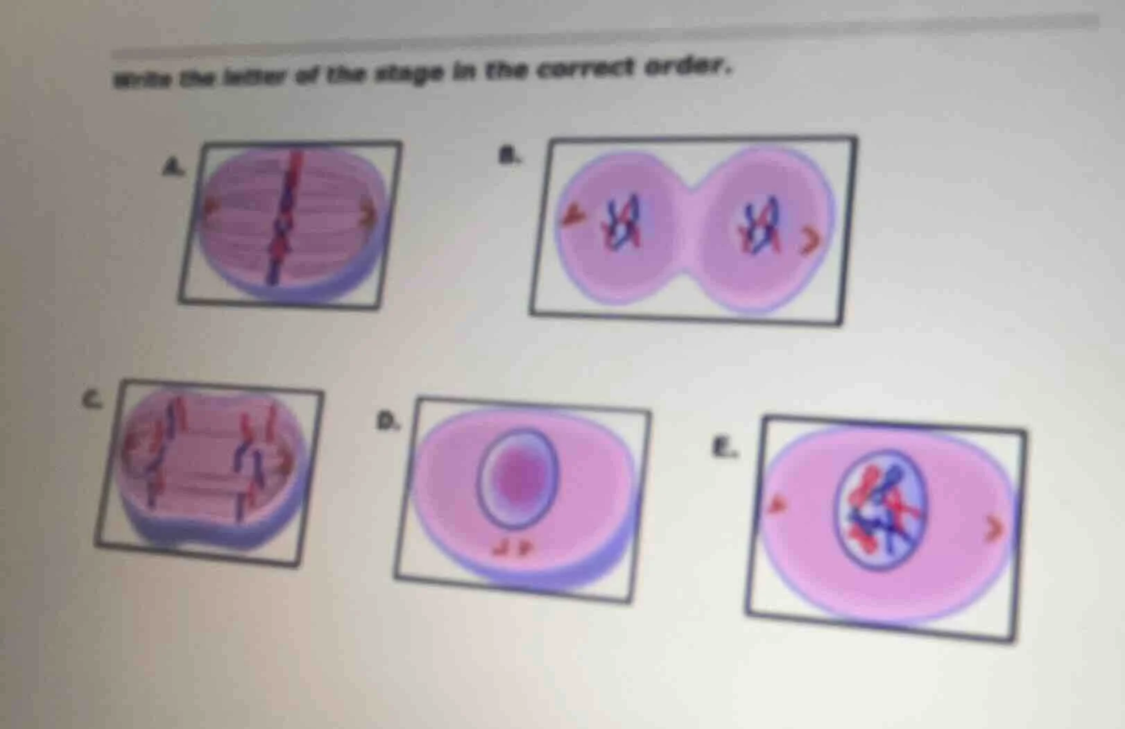 write the letter of the stage in the correct order.