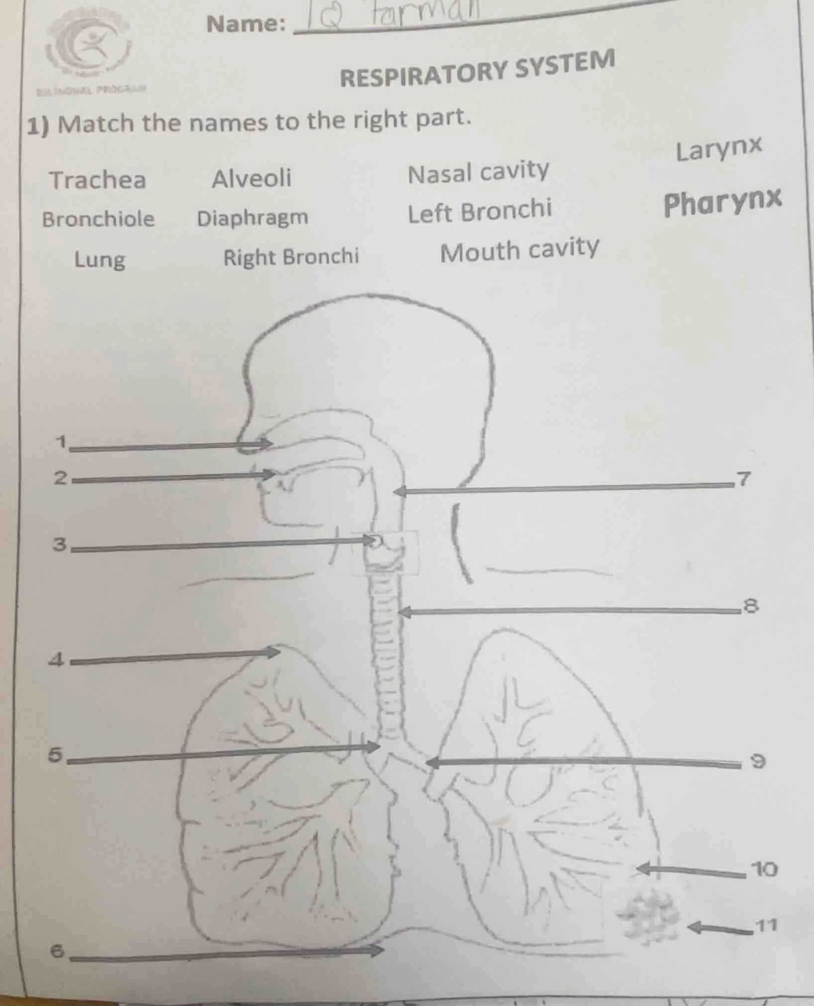 name:respiratory system1) match the names to the right part.tracheaalve…