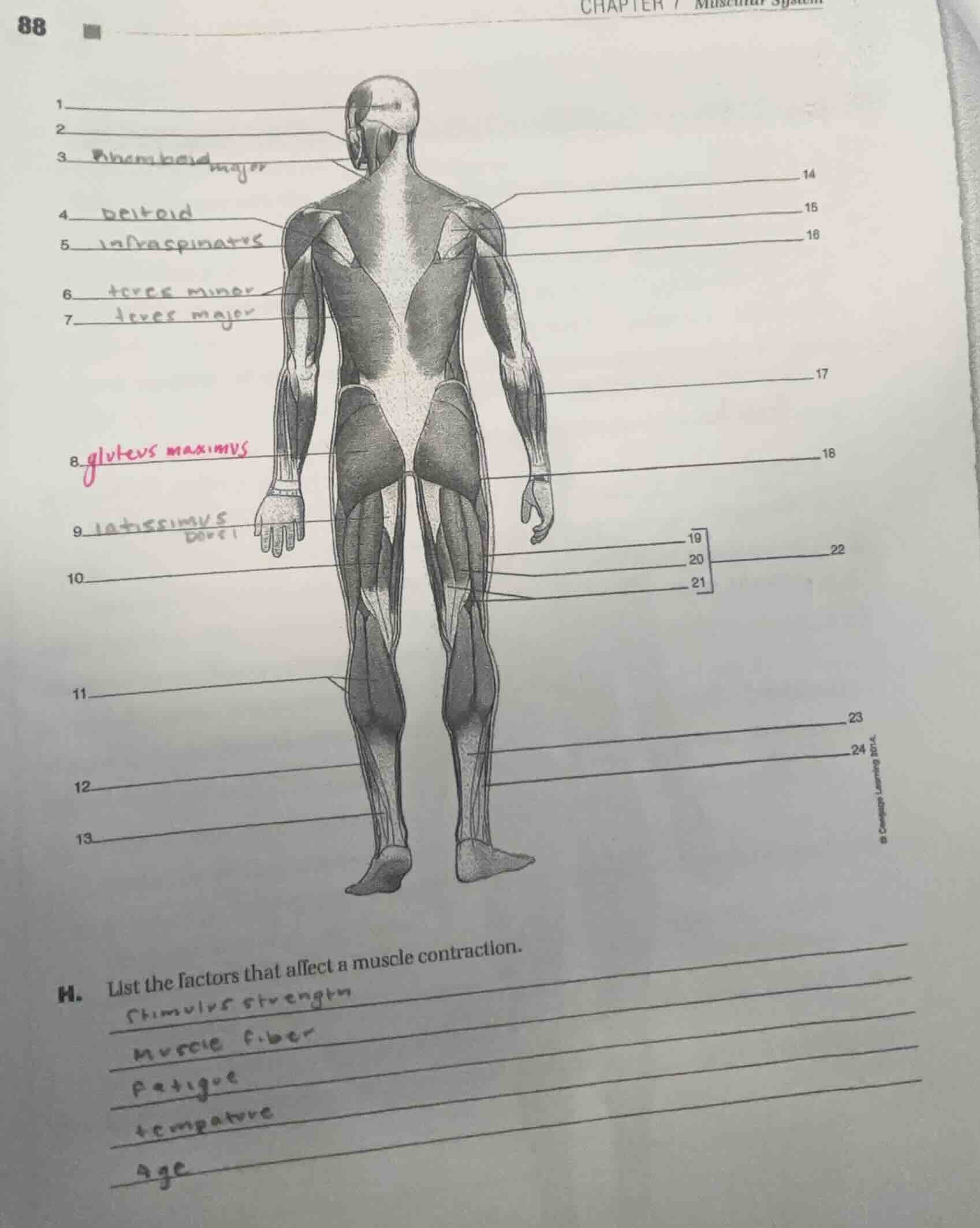 88 chapter 7 muscular system 1. 2. 3. rhomboideus major 4. deltoid 5. i…