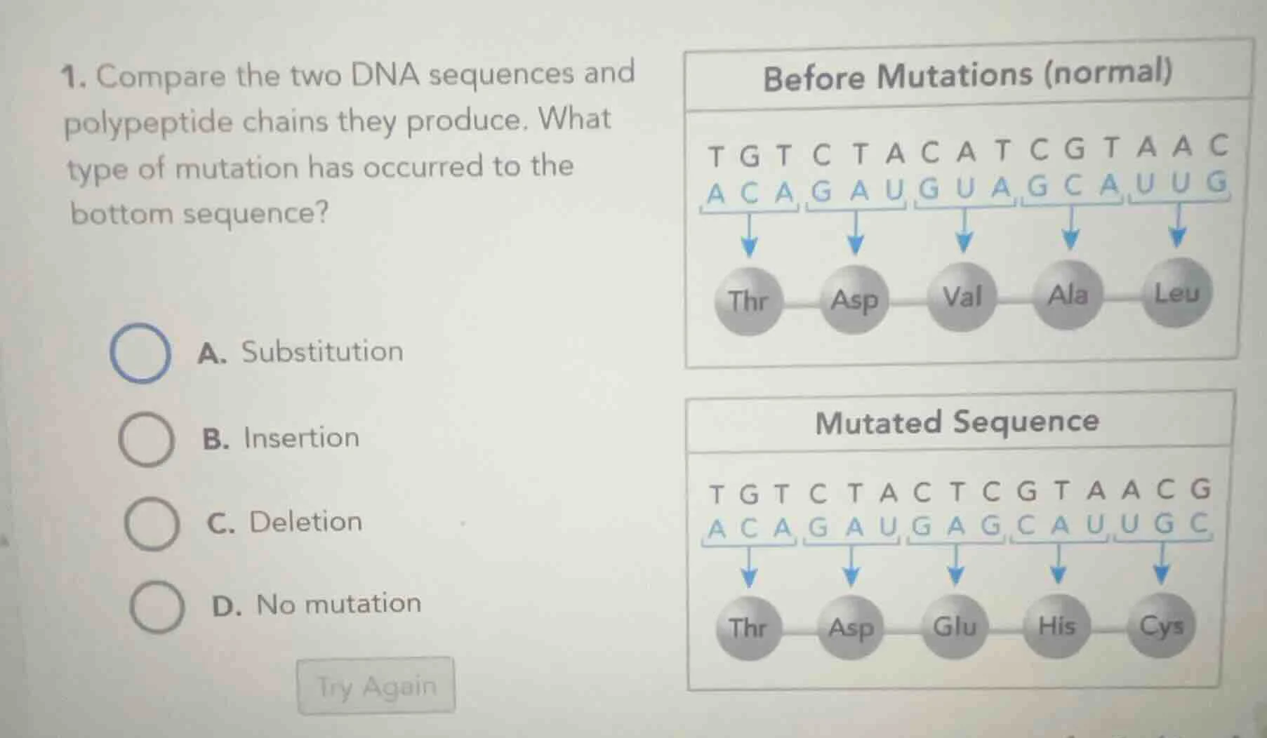 1. compare the two dna sequences and polypeptide chains they produce. w…