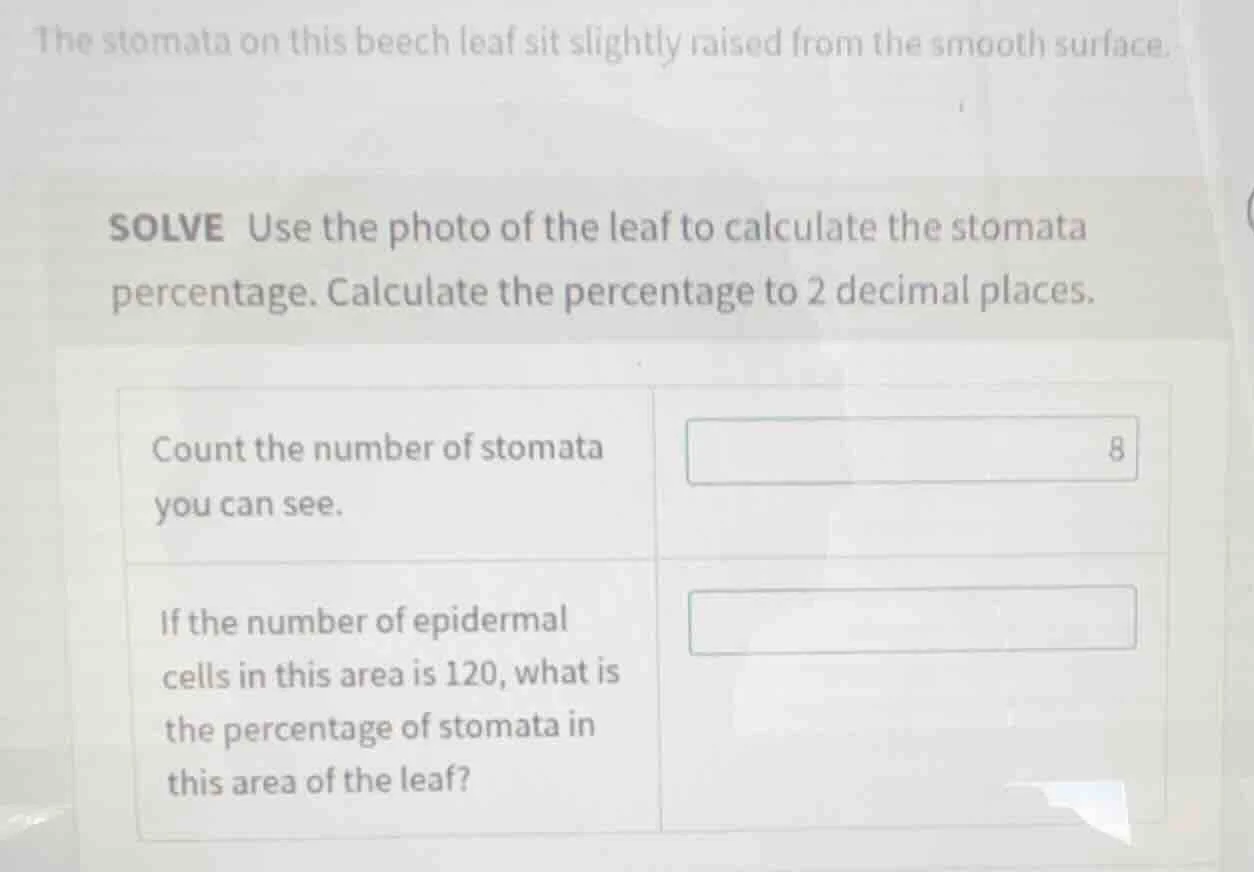 the stomata on this beech leaf sit slightly raised from the smooth surf…