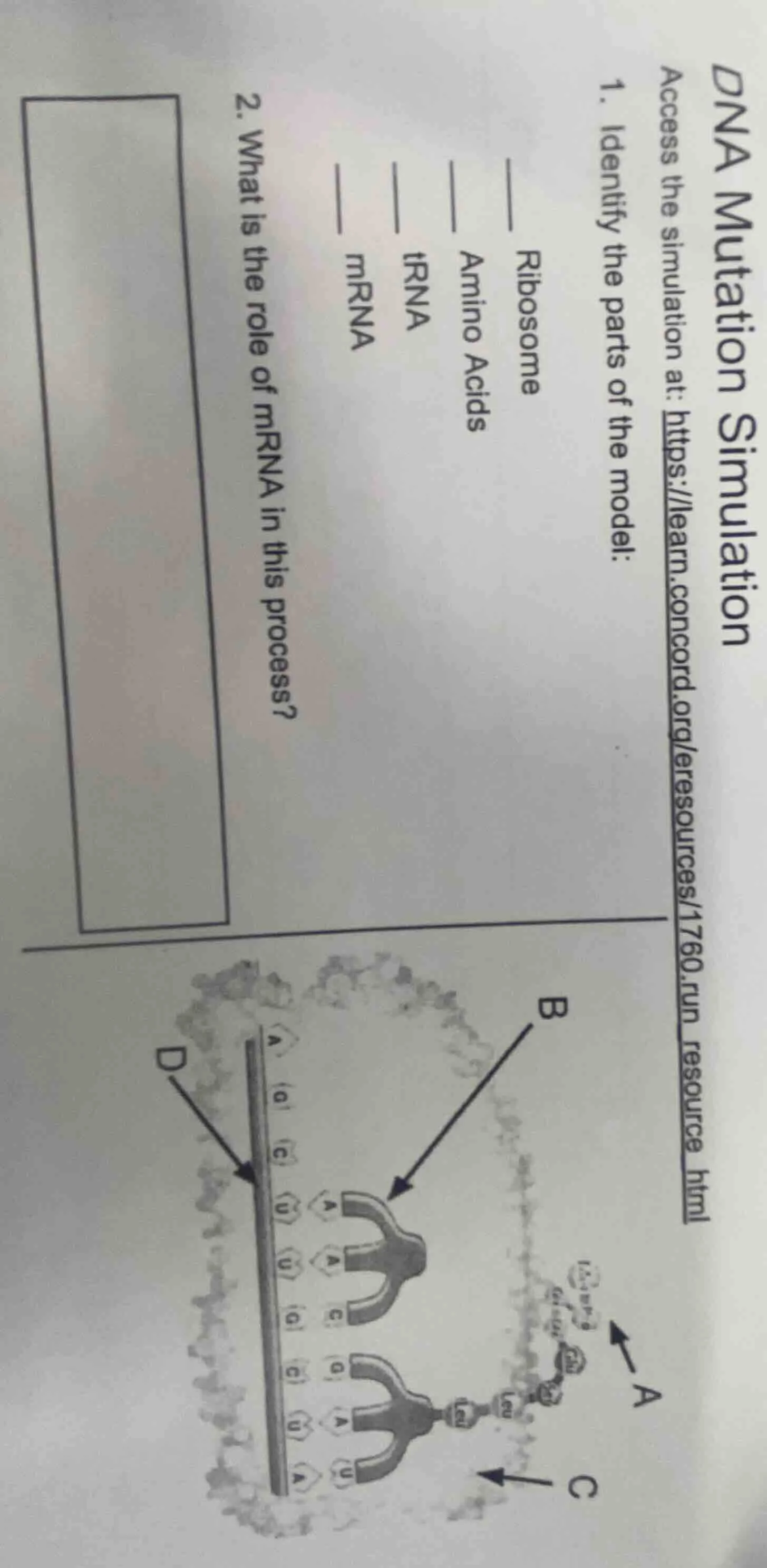 dna mutation simulation access the simulation at: https://learn.concord…