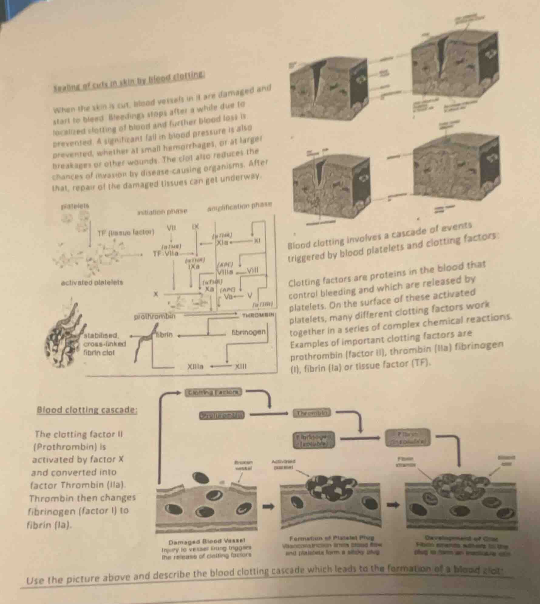 sealing of cuts in skin by blood clotting:when the skin is cut, blood v…