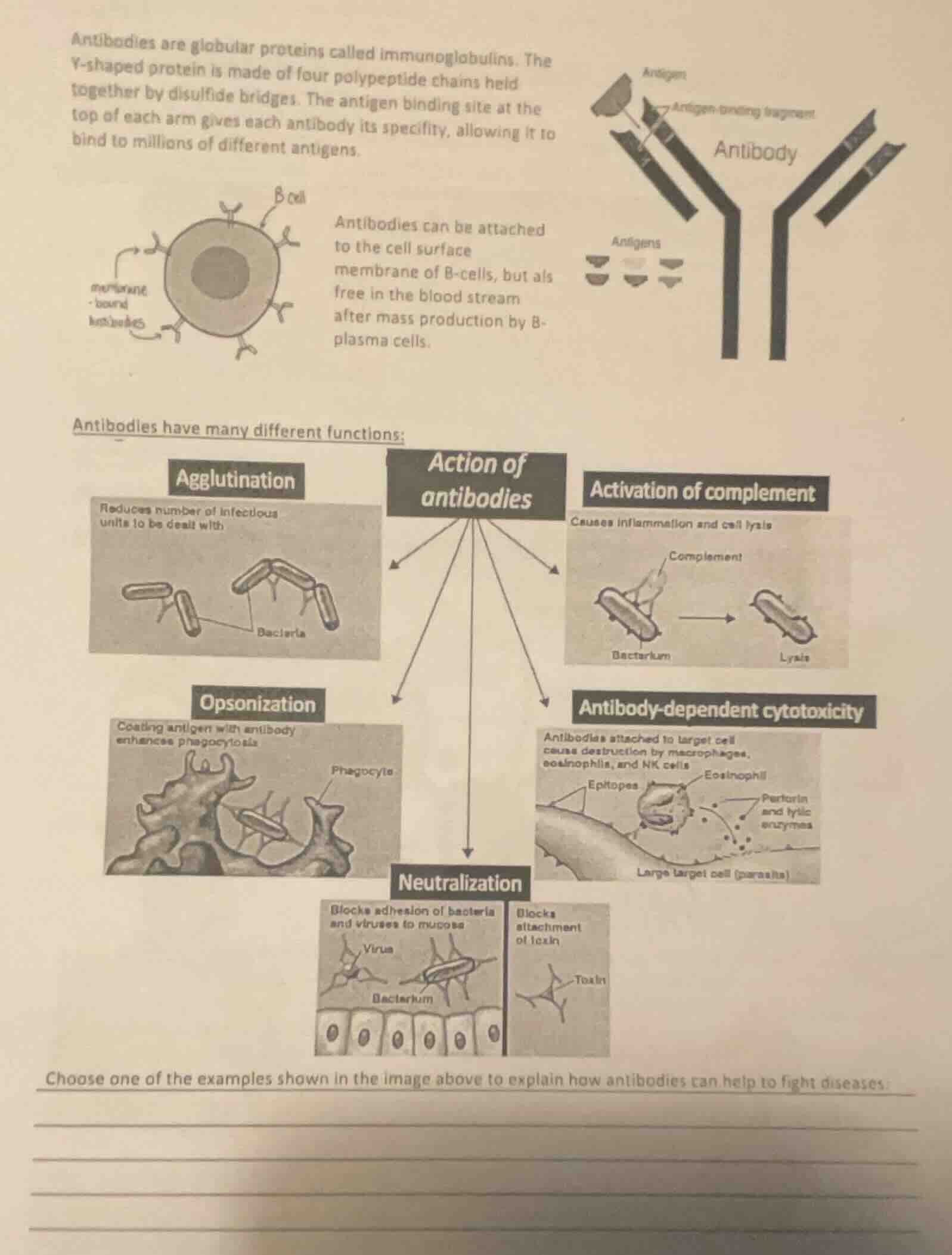 antibodies are globular proteins called immunoglobulins. the y-shaped p…
