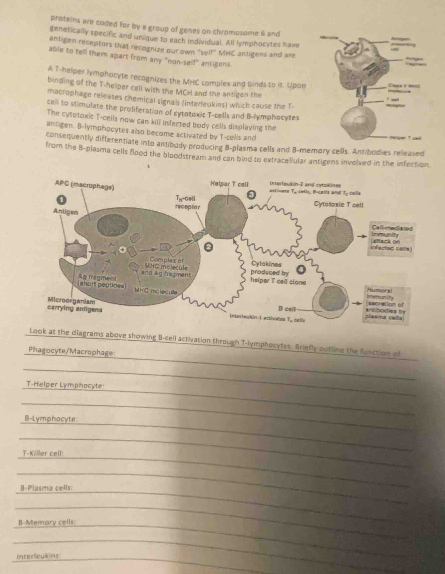 proteins are coded for by a group of genes on chromosome 6 and genetica…