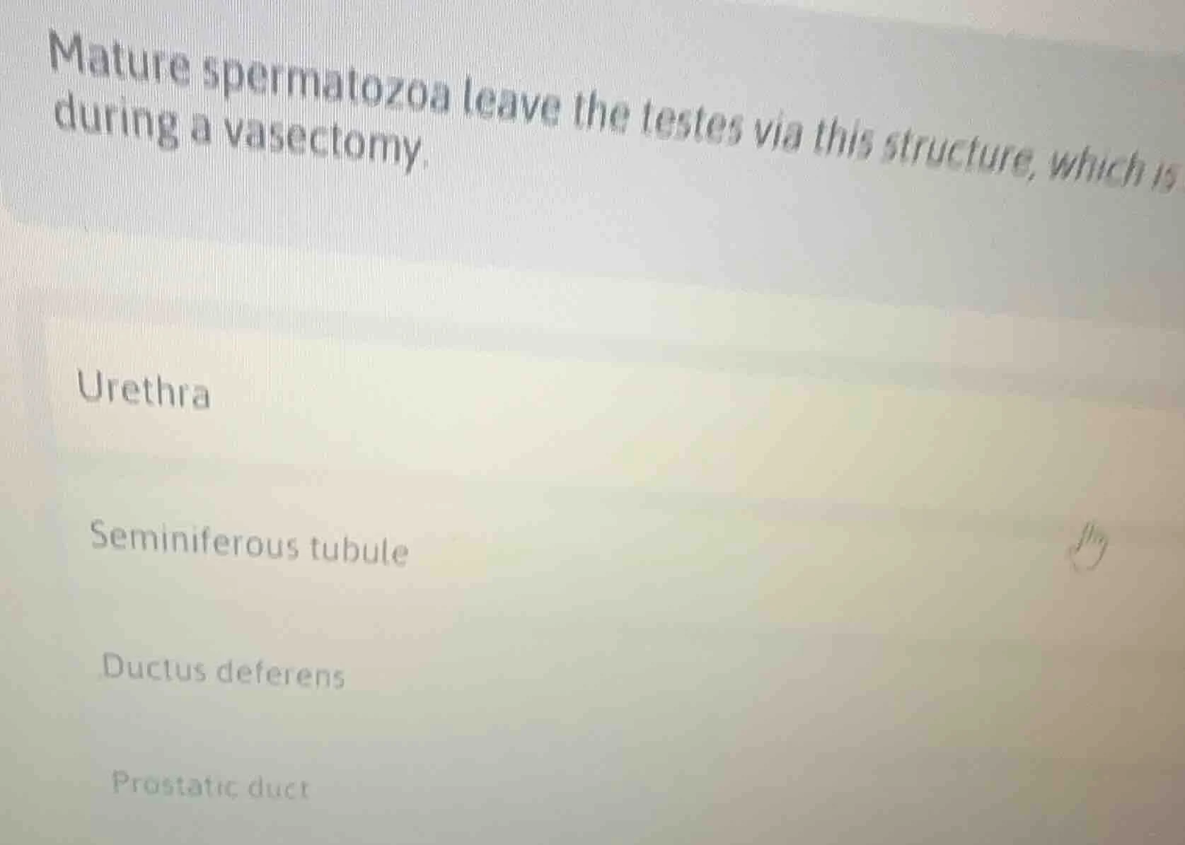 mature spermatozoa leave the testes via this structure, which is cut du…