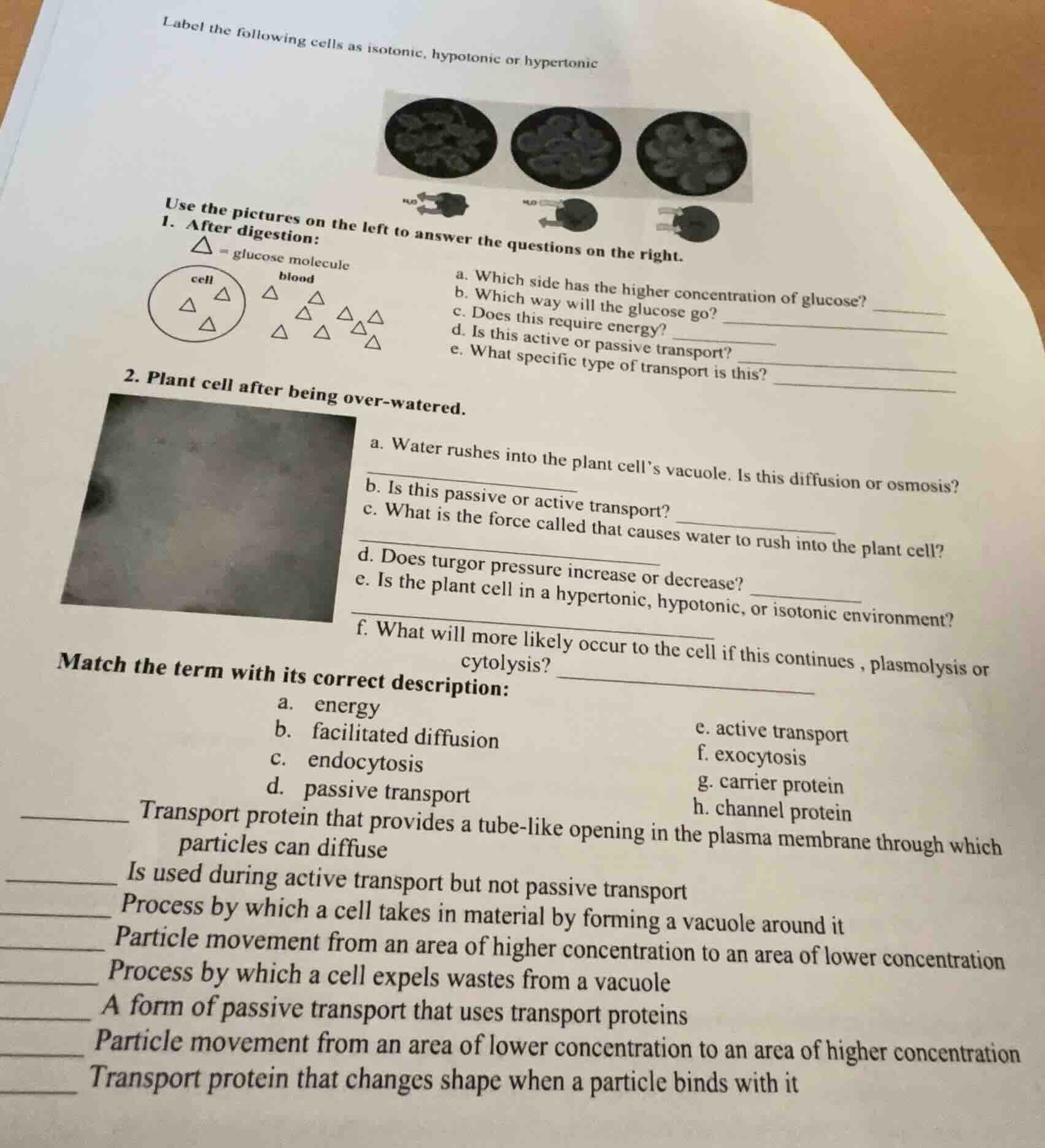 label the following cells as isotonic, hypotonic or hypertonic use the …