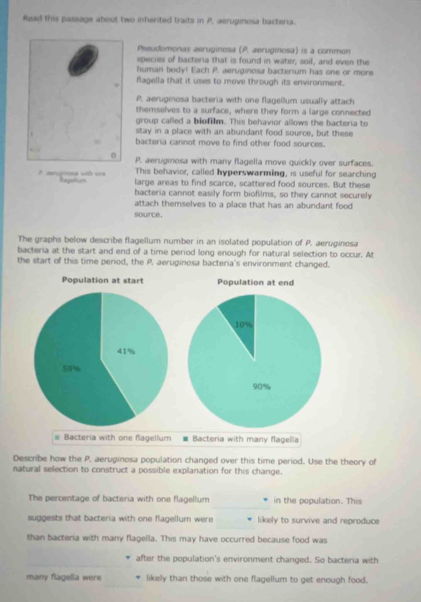 read this passage about two inherited traits in p. aeruginosa bacteria.…