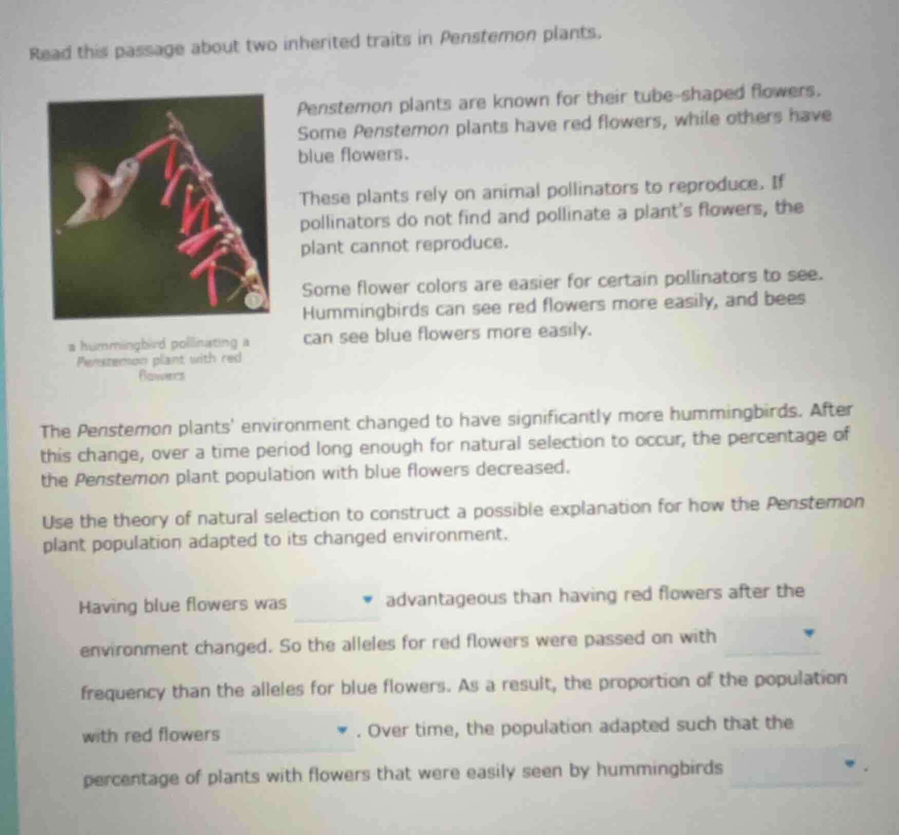 read this passage about two inherited traits in penstemon plants. penst…