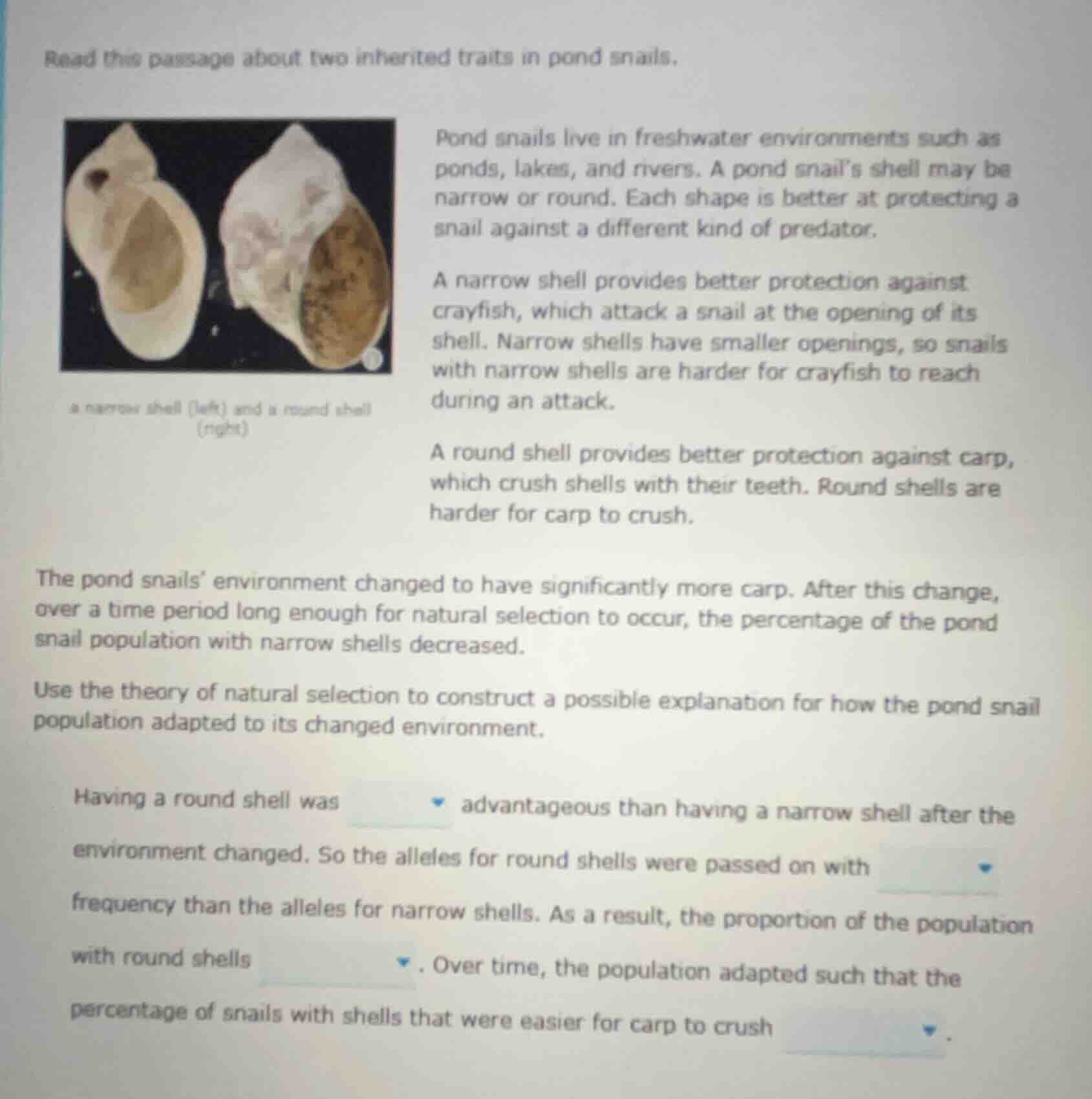 read this passage about two inherited traits in pond snails. pond snail…