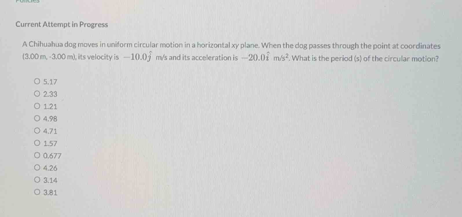 current attempt in progress a chihuahua dog moves in uniform circular m…