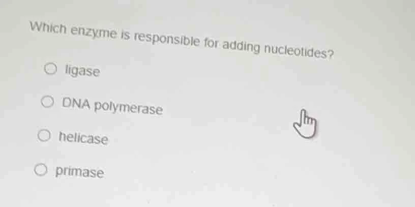 which enzyme is responsible for adding nucleotides?○ ligase○ dna polyme…