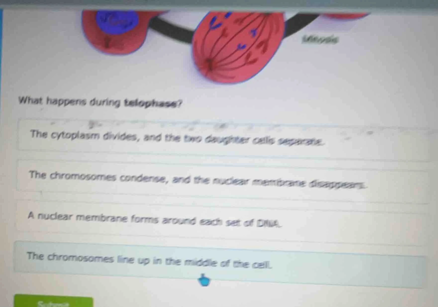 what happens during telophase?the cytoplasm divides, and the two daught…